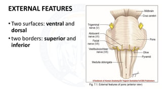 Pons Infarct Features Pons.pdf internal and external features. | PDF
