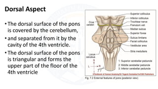 Internal Pons Pons.pdf internal and external features. | PDF