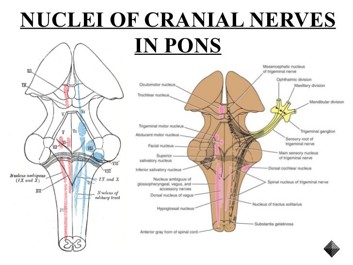 Pons by DR.TATHEER