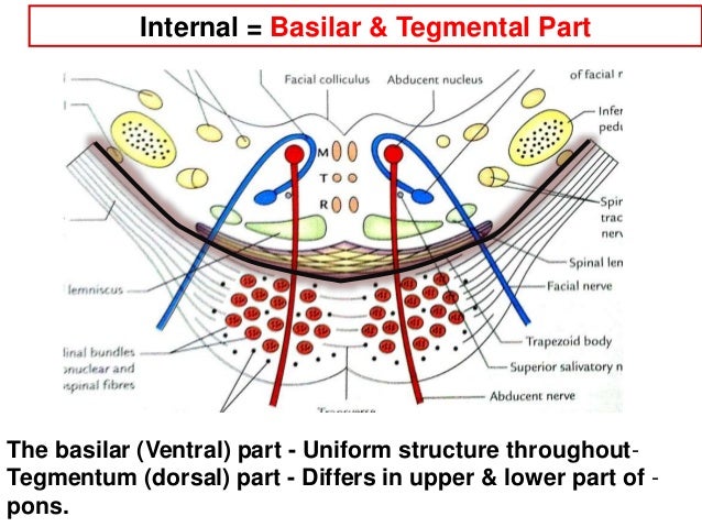 of 4th parts ventricle Pons Anatomy