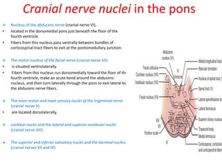 Cranial nerve nuclei in the pons
 Nucleus of the abducens nerve (cranial nerve VI),
• located in the dorsomedial pons just beneath the floor of the
fourth ventricle.
• Fibers from this nucleus pass ventrally between bundles of
corticospinal tract fibers to exit at the pontomedullary junction.
 The motor nucleus of the facial nerve (cranial nerve VII)
• is situated ventrolaterally.
• Fibers from this nucleus run dorsomedially toward the floor of the
fourth ventricle, make an acute bend around the abducens
nucleus, and then turn laterally through the pons to exit lateral to
the abducens nerve fibers.
 The main motor and main sensory nuclei of the trigeminal nerve
(cranial nerve V)
• are located dorsolaterally,
 cochlear nuclei and the lateral and superior vestibular nuclei
(cranial nerve VIII).
 The superior and inferior salivatory nuclei and the lacrimal nucleus
(cranial nerves VII and IX)
 