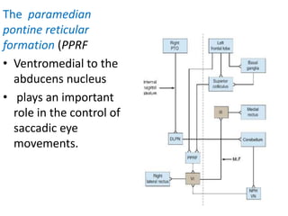 The paramedian
pontine reticular
formation (PPRF
• Ventromedial to the
abducens nucleus
• plays an important
role in the control of
saccadic eye
movements.
 