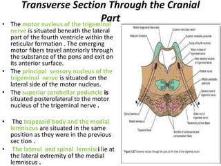 Transverse Section Through the Cranial
Part• The motor nucleus of the trigeminal
nerve is situated beneath the lateral
part of the fourth ventricle within the
reticular formation . The emerging
motor fibers travel anteriorly through
the substance of the pons and exit on
its anterior surface.
• The principal sensory nucleus of the
trigeminal nerve is situated on the
lateral side of the motor nucleus.
• The superior cerebellar peduncle is
situated posterolateral to the motor
nucleus of the trigeminal nerve .
• The trapezoid body and the medial
lemniscus are situated in the same
position as they were in the previous
sec tion .
• The lateral and spinal lemnisci lie at
the lateral extremity of the medial
lemniscus .
 