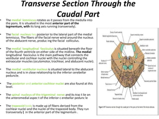 Transverse Section Through the
Caudal Part• The medial lemniscus rotates as it passes from the medulla into
the pons. It is situated in the most anterior part of the
tegmentum, with its long axis running transversely).
• The facial nucleus lies posterior to the lateral part of the medial
lemniscus. The fibers of the facial nerve wind around the nucleus
of the abducent nerve, produc ing the facial colliculus.
• The medial longitudinal fasciculus is situated beneath the floor
of the fourth ventricle on either side of the midline. The medial
longitudinal fasciculus is the main pathway that connects the
vestibular and cochlear nuclei with the nuclei controlling the
extraocular muscles (oculomotor, trochlear, and abducent nuclei).
• The medial vestibular nucleus is situated lateral to the abducent
nucleus and is in close relationship to the inferior cerebellar
peduncle.
• The posterior and anterior cochlear nuclei are also found at this
level.
• The spinal nucleus of the trigeminal nerve and its trac t lie on
the anteromedial aspec t of the inferior c erebellar pedunc le
• The trapezoid body is made up of fibers derived from the
cochlear nuclei and the nuclei of the trapezoid body. They run
transversely ( in the anterior part of the tegmentum .
 