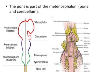 • The pons is part of the metencephalon (pons
and cerebellum),
 