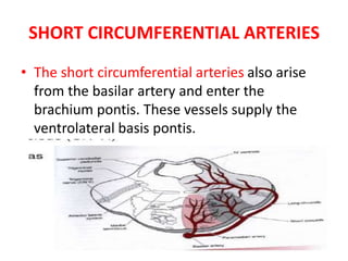 SHORT CIRCUMFERENTIAL ARTERIES
• The short circumferential arteries also arise
from the basilar artery and enter the
brachium pontis. These vessels supply the
ventrolateral basis pontis.
 