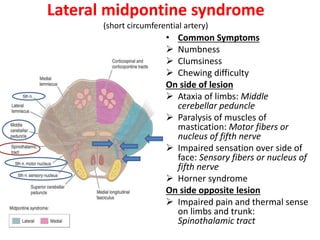 Lateral midpontine syndrome
(short circumferential artery)
• Common Symptoms
 Numbness
 Clumsiness
 Chewing difficulty
On side of lesion
 Ataxia of limbs: Middle
cerebellar peduncle
 Paralysis of muscles of
mastication: Motor fibers or
nucleus of fifth nerve
 Impaired sensation over side of
face: Sensory fibers or nucleus of
fifth nerve
 Horner syndrome
On side opposite lesion
 Impaired pain and thermal sense
on limbs and trunk:
Spinothalamic tract
 