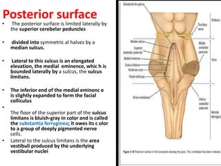 Posterior surface
• The posterior surface is limited laterally by
the superior cerebelar peduncles
• divided into symmetric al halves by a
median sulcus.
• Lateral to this sulcus is an elongated
elevation, the medial eminence, whic h is
bounded laterally by a sulcus, the sulcus
limitans.
• The inferior end of the medial eminenc e
is slightly expanded to form the facial
colliculus
•
The floor of the superior part of the sulcus
limitans is bluish-gray in color and is called
the substantia ferruginea; it owes its c olor
to a group of deeply pigmented nerve
cells.
• Lateral to the sulcus limitans is the area
vestibuli produced by the underlying
vestibular nuclei
 