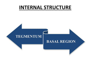 INTERNAL STRUCTURE
TEGMENTUM
BASAL REGION
 