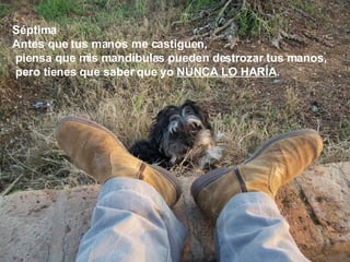 Séptima Antes que tus manos me castiguen,   piensa que mis mandíbulas pueden destrozar tus manos,   pero tienes que saber que yo  NUNCA LO HARÍA .  