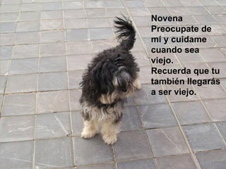 Novena Preocupate de mí y cuidame cuando sea viejo.  Recuerda que tu también llegarás a ser viejo.  