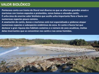 VALOR BIOLÓXICO
Ponteceso conta cun tramo de litoral moi diverso no que se alternan grandes areais e
marismas con tramos expostos e protexidos, zonas baixas e elevados cantís.
É unha área de enorme valor biolóxico que acolle unha importante flora e fauna con
numerosas especies pouco comúns.
A vexetación de cantís, dunas e marismas está moi especializada e pódense atopar
numerosas especies e subespecies endémicas da zona. En canto á fauna hai que
destacar a gran riqueza dos hábitats costeiros e o número de aves acuáticas, moitas
delas invernantes que se concentran nos cantís e nas zonas húmidas.
 