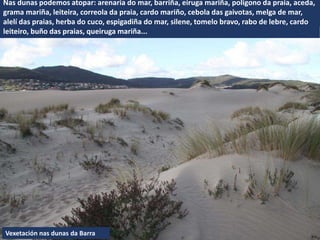 Vexetación nas dunas da Barra
Nas dunas podemos atopar: arenaria do mar, barriña, eiruga mariña, poligono da praia, aceda,
grama mariña, leiteira, correola da praia, cardo mariño, cebola das gaivotas, melga de mar,
alelí das praias, herba do cuco, espigadiña do mar, silene, tomelo bravo, rabo de lebre, cardo
leiteiro, buño das praias, queiruga mariña...
 