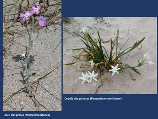 Alelí das praias (Malcolmia littorea)
Cebola das gaivotas (Pancratium maritimum)
 