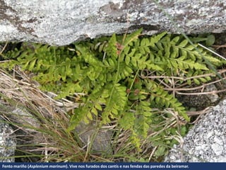 Fento mariño (Asplenium marinum). Vive nos furados dos cantís e nas fendas das paredes da beiramar.
 