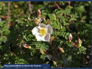 Rosa pimpinellifolia no Monte das Travesas
 