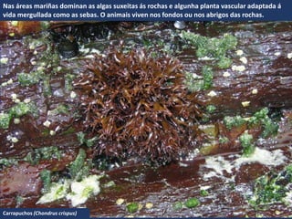 Nas áreas mariñas dominan as algas suxeitas ás rochas e algunha planta vascular adaptada á
vida mergullada como as sebas. O animais viven nos fondos ou nos abrigos das rochas.
Carrapuchos (Chondrus crispus)
 