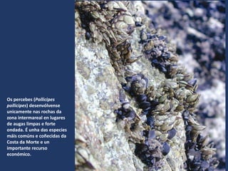 Os percebes (Pollicipes
pollicipes) desenvólvense
unicamente nas rochas da
zona intermareal en lugares
de augas limpas e forte
ondada. É unha das especies
máis comúns e coñecidas da
Costa da Morte e un
importante recurso
económico.
 