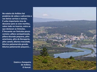 Esteiro e Xunqueira
do Anllóns.
O Xuncal.
No esteiro do Anllóns hai
pradeiras de sebas e salicornias e
nas beiras carrizos e xuncos.
É unha importante área de
descanso para as aves mariñas,
sobre todo no inverno, entre as
que destacan as limícolas.
É frecuente ver limícolas pouco
comúns: píllara semipalmeada,
píllara dourada pequena, pilro
americano, pilro de Bonaparte,
pilro canelo, bilurico maculado,
bilurico patiamarrelo grande,
bilurico patiamarelo pequeno...
 