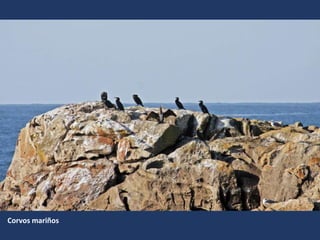 Corvos mariños
 