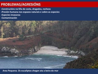 PROBLEMAS/AGRESIÓNS
-Construcións na liña de costa, dragados, recheos
-Presión humana nos espazos naturais e sobre as especies
-Especies invasoras
-Contaminación
Area Pequena. Os eucaliptos chegan ata a beira do mar
 