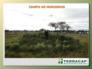 CAMPO DE MURUNDUS  