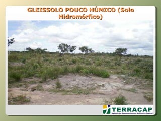 GLEISSOLO POUCO HÚMICO (Solo Hidromórfico) 