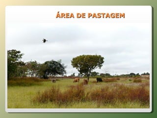 ÁREA DE PASTAGEM 
