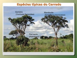 Gomeira (Vochysia thyrsoidea) Mandiocão (Schefflera macrocarpa) Pau-santo  (Kielmeyera coriacea) Espécies típicas do Cerrado 