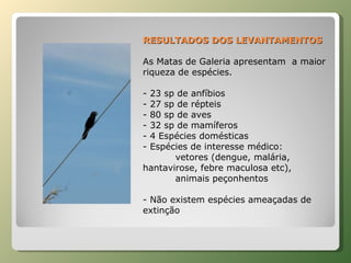 RESULTADOS DOS LEVANTAMENTOS As Matas de Galeria apresentam  a maior riqueza de espécies. - 23 sp de anfíbios - 27 sp de répteis - 80 sp de aves - 32 sp de mamíferos - 4 Espécies domésticas  - Espécies de interesse médico: vetores (dengue, malária,  hantavirose, febre maculosa etc), animais peçonhentos - Não existem espécies ameaçadas de extinção  