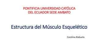 PONTIFICIA UNIVERSIDAD CATÓLICA
DEL ECUADOR SEDE AMBATO
Estructura del Músculo Esquelético
Carolina Alabuela
 