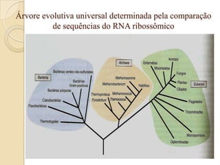 Árvore evolutiva universal determinada pela comparação
          de sequências do RNA ribossômico
 