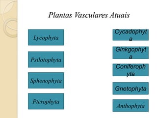 Plantas Vasculares Atuais

                          Cycadophyt
 Lycophyta                    a
                          Ginkgophyt
Psilotophyta                  a
                          Coniferoph
                             yta
Sphenophyta
                          Gnetophyta

Pterophyta
                          Anthophyta
 