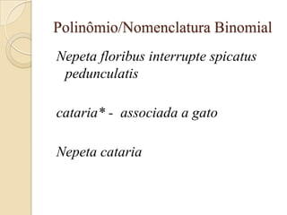 Polinômio/Nomenclatura Binomial
Nepeta floribus interrupte spicatus
 pedunculatis

cataria* - associada a gato

Nepeta cataria
 