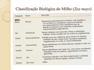Classificação Biológica do Milho (Zea mays)
 