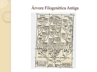 Árvore Filogenética Antiga
 