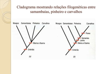 Cladograma mostrando relações filogenéticas entre
        samambaias, pinheiro e carvalhos
 