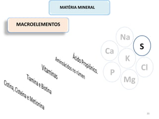 MACROELEMENTOS
Ca
P
Na
Cl
K
Mg
S
MATÉRIA MINERAL
30
 