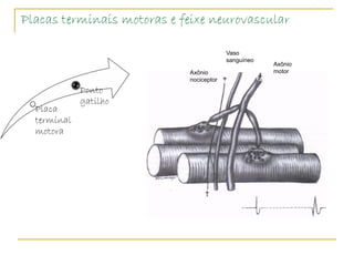 Placas terminais motoras e feixe neurovascular

                                         Vaso
                                         sanguíneo
                                                     Axônio
                            Axônio                   motor
                            nociceptor
             Ponto
             gatilho
  Placa
  terminal
  motora
 