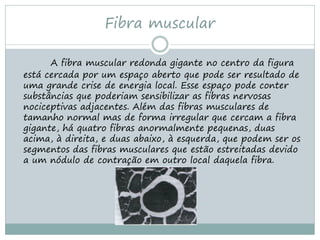 Fibra muscular

      A fibra muscular redonda gigante no centro da figura
está cercada por um espaço aberto que pode ser resultado de
uma grande crise de energia local. Esse espaço pode conter
substâncias que poderiam sensibilizar as fibras nervosas
nociceptivas adjacentes. Além das fibras musculares de
tamanho normal mas de forma irregular que cercam a fibra
gigante, há quatro fibras anormalmente pequenas, duas
acima, à direita, e duas abaixo, à esquerda, que podem ser os
segmentos das fibras musculares que estão estreitadas devido
a um nódulo de contração em outro local daquela fibra.
 