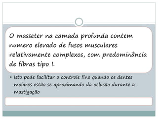 O masseter na camada profunda contem
numero elevado de fusos musculares
relativamente complexos, com predominância
de fibras tipo I.

• Isto pode facilitar o controle fino quando os dentes
 molares estão se aproximando da oclusão durante a
 mastigação
 
