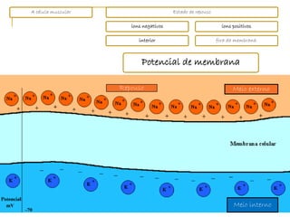A célula muscular                       Estado de repouso

                       íons negativos                         íons positivos

                          interior                          fora da membrana.



                           Potencial de membrana

                    Repouso                                        Meio externo




                                                                   Meio interno
 