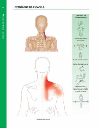 LEVANTADOR DA ESCÁPULA
Exercícios de
fortalecim ento
Elevação dos ombros
com halteres
Puxada vertical com barra
Auto-alongam ento
Abaixar o queixo e
movê-lo em uma rotação
do 45°. Manter a coluna
vertebral alongada.
Padrão de dor referida
 