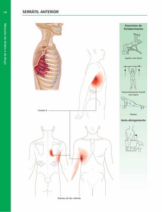 Músculos
do
Ombro
e
do
Braço
SERRÁTIL ANTERIOR
Costela 6
Exercícios de
fortalecim ento
Flexões
Auto-alongam ento
Padrões de dor referida
 