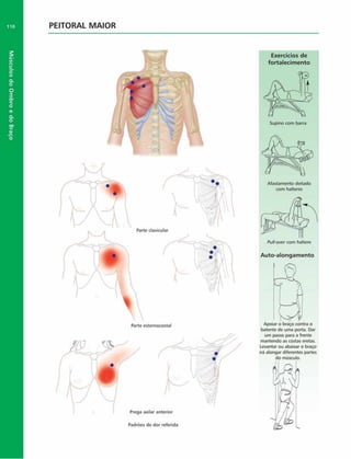 Músculos
do
Ombro
e
do
Braço
110 PEITORAL MAIOR
clavicular
Parte esternocostal
Padrões de dor referida
Pullover com haltere
Auto-alongamento
batente de uma porta. Dar
um passo para a frente
mantendo as costas eretas.
Levantar ou abaixar o braço
irá alongar diferentes partes
do músculo.
axilar anterior
Exercícios de
fortalecim ento
Afastamento deitado
com halteres
 