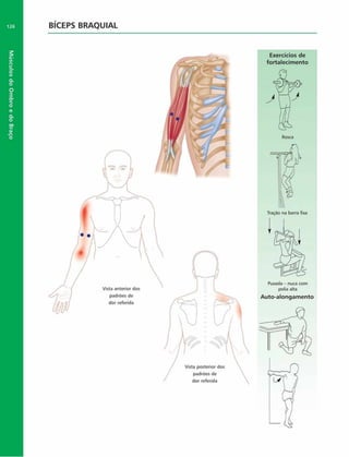 Músculos
do
Ombro
e
do
Braço
126 BÍCEPS BRAQUIAL
Traçáo na barra fixa
Puxada - nu<a com
polia alta
Auto-alongam ento
 