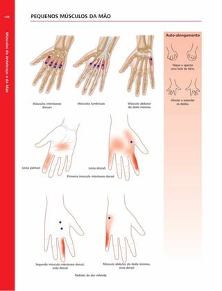 Músculos
do
Antebraço
e
da
M
ão
148 PEQUENOS MÚSCULOS DA M ÃO
Auto-alongam ento
Palpar e apertar
uma bola de ténis.
Músculos interósseos Músculos lumbricais Músculo abdutor
dorsais do dedo mínimo
Afastar e estender
os dedos.
Primeiro músculo mterósseo dorsal
(vista palmar) (vista dorsal)
vista dorsal vista dorsal
Padròes de dor referida
 