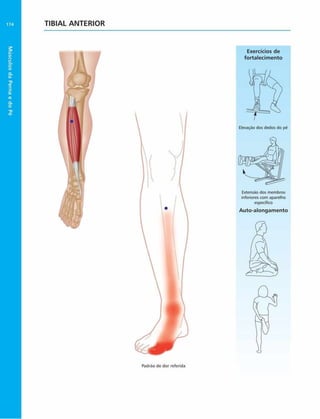 Músculos
da
Perna
e
do
Pé
174 TIBIAL ANTERIOR
Exercícios de
fortalecimento
Padrão de dor referida
 
