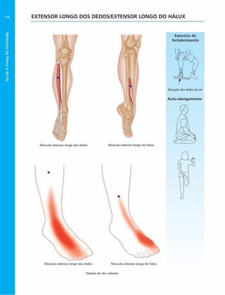 EXTENSOR LONGO DOS DEDOS/EXTENSOR LONGO DO HALUX
Exercício de
fortalecim ento
Auto-alongam ento
Músculo extensor longo dos dedos Músculo extensor longo do hálux
Músculo extensor longo dos dedos
Padrões de dor referida
 