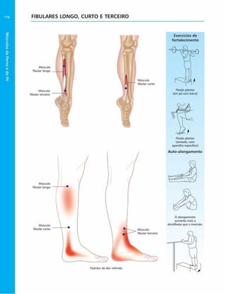 Músculos
da
Perna
e
do
Pé
178 FIBULARES LONGO, CURTO E TERCEIRO
O alongamento
aumenta mais a
dorsiflexáo que a inversão.
Músculo
fibular longo
Músculo
fibular terceiro
Músculo
fibular longo
Músculo
fibular curto
Padrões de dor referida
Exercícios de
fortalecim ento
Flexáo plantar
(em pé com barra)
Flexão plantar
(sentado, com
aparelho especifico)
Auto-alongam ento
Músculo
fibular curto
 